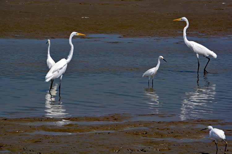 white egrets